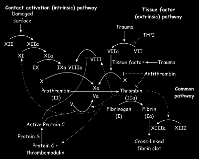Ενεργοποίηση ενδογενούς οδού (επαφή με βλαβείσα επιφάνεια) Τραύμα Εξωγενής οδός (οδός ιστικού παράγοντα) Ιστικός παράγοντας τραύμα Αντιθρομβίνη Προθρομβίνη Θρομβίνη Κοινή οδός Ινωδογόνο Ινώδες