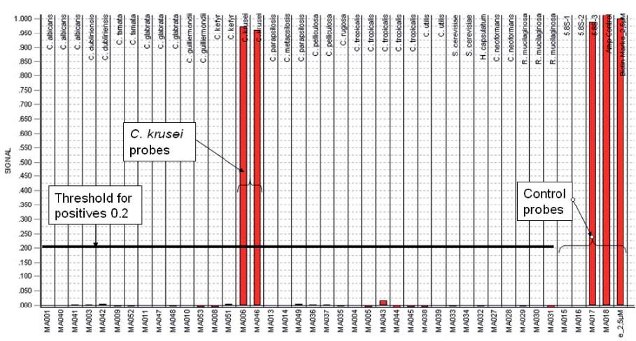 clinically relevant yeast species from agar plates and positive blood