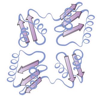 Πρωτεΐνες μονομερές amino acid πολυμερές