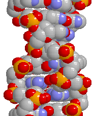 Courtesy: Trevor Forsyth, ILL, Grenoble DNA structure