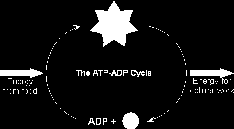ATP ADP Cycle Ο άνθρακας στα καύσιμα μόρια, όπως είναι η γλυκόζη και τα λίπη, οξειδώνεται σε