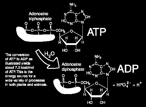 ATP to ADP Η ΑΤΡ είναι ένα ενεργειακά πλούσιο μόριο γιατί η τριφωσφορική ομάδα περιέχει 2 δεσμούς φωσφορικού ανυδρίτη.