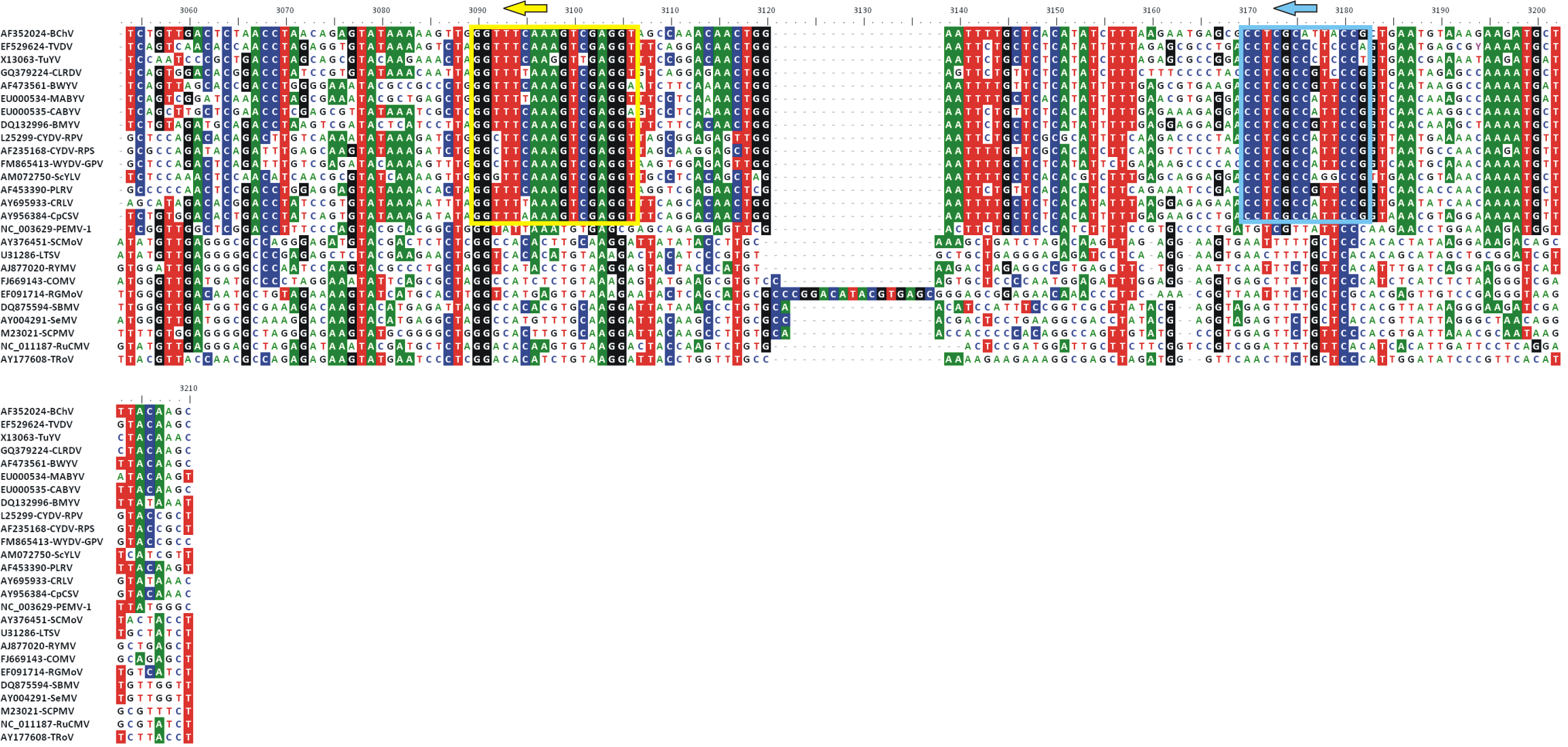 Κεφ.2 Ανάπτυξη Μοριακής Μεθόδου Γενικής Ανίχνευσης Polero ιών Εικόνα 2.3: Στοίχιση νουκλεοτιδικών αλληλουχιών της περιοχής της RdRp των Polero, Sobemo και Enamo ιών.