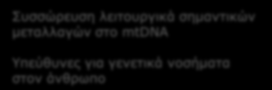 Γενετικό υλικό mit mtdna: Μικρό μέγεθος Πολλαπλά αντίγραφα Παρουσία ROS στο mit Απουσία επιδιορθωτικών μηχανισμών Συσσώρευση λειτουργικά σημαντικών μεταλλαγών στο mtdna Υπεύθυνες για γενετικά