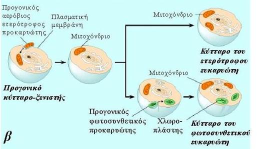 To αερόβιο βακτήριο Paracoccus denitrificans διαθέτει αλυσίδα μεταφοράς e- παρόμοια με του mit 6.