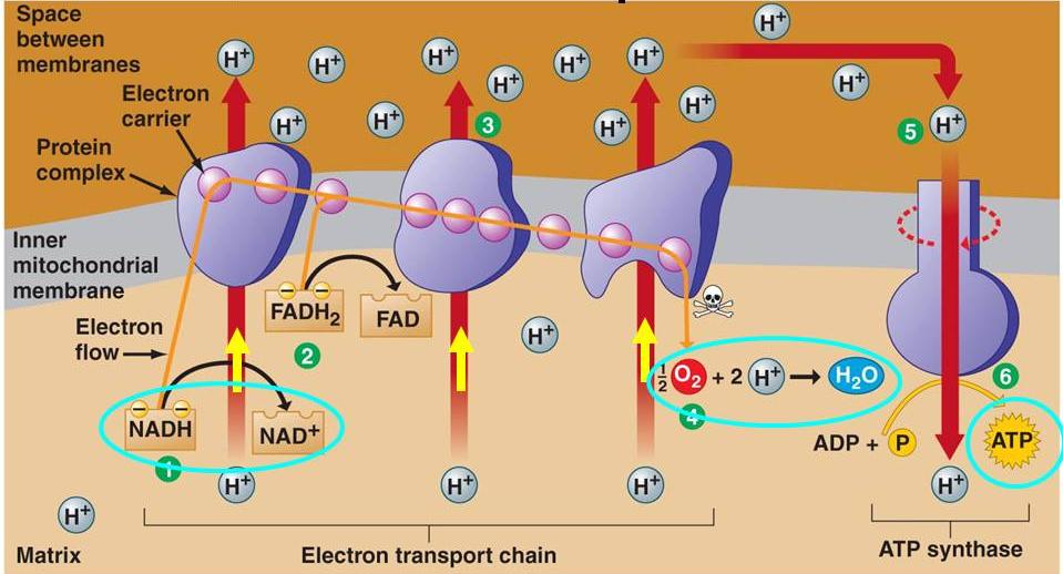 ΛΕΙΤΟΥΡΓΙΑ ΑΝΑΠΝΕΥΣΤΙΚΗ ΑΛΥΣΙΔΑ 10 πρωτόνια μεταφέρονται διαμέσου της εσωτερικής μεμβράνης για κάθε ζευγάρι e- που μεταφέρεται από το NADH στο Ο 2 6 πρωτόνια μεταφέρονται διαμέσου της εσωτερικής