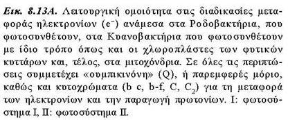 ΛΕΙΤΟΥΡΓΙΑ ΑΝΑΠΝΕΥΣΤΙΚΗ ΑΛΥΣΙΔΑ Τόσο τα μιτοχόνδρια, όσο και οι χλωροπλάστες αλλά και τα βακτήρια, χρησιμοποιούν τον ίδιο μηχανισμό (χημειώσμωση) που