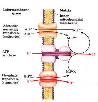 ΔΟΜΗ-ΛΕΙΤΟΥΡΓΙΑ ΕΣΩΤΕΡΙΚΗ ΜΕΜΒΡΑΝΗ ΜΙΤΟΧΟΝΔΡΙΟΥ Τα μόρια AΤΡ που παράγονται διαπερνούν την εσωτερική και την εξωτερική μεμβράνη με αντίστοιχη είσοδο ADΡ. πρωτεΐνες αντίθετης μεταφοράς 1.