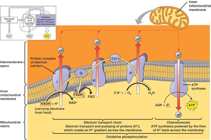 ΔΟΜΗ-ΛΕΙΤΟΥΡΓΙΑ ATP synthase is not part of the electron transport system (ETS) Oxygen consumption results from electron transport and does not require ATP synthesis Protons entering the matrix