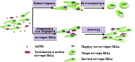 των AuNPs-PVP (30%), θεωρήθηκε ότι οφείλεται στην ενδοκυττάρωση των AuNPs εξαιτίας του επιφανειακού τροποποιητή PVP που συνδέεται με διάφορα βιολογικά μόρια του μέσου καλλιέργειας. Στην Εικόνα 4.