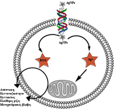 οποία αυξήθηκαν κατά 52.9% στα AgNPs των 10 nm, στις μεγαλύτερες συγκεντρώσεις των 80 μg/ml, κατά 61% στα 50 nm και 64.3% στα 100 nm.