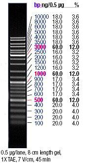 GeneRuler TM DNA Ladder Mix, Fermentas Για την περίπτωση της σύνθεσης του cdna με τον εκκινητή REV-spTotal από το δείγμα της τρίχας εκτελέστηκαν 4 αντιδράσεις PCR για το γονίδιο της ακτίνης, με μόνη