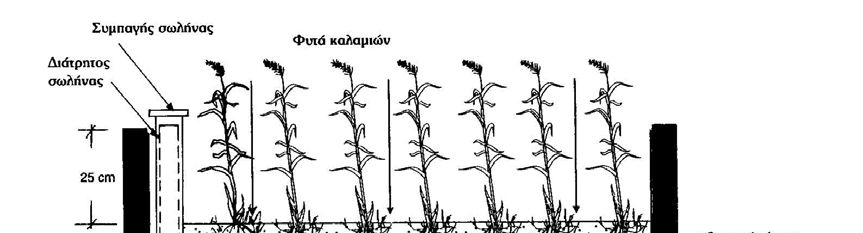 Εικόνα 5.6: Υγροβιότοπος κατακόρυφης ροής (ευρωπαϊκός τύπος) Στον Αμερικανικό τύπο (Kentucky), η κλίνη του τεχνητού υγροτόπου κατακόρυφης ροής αποτελείται από 3 διαφορετικές στρώσεις.