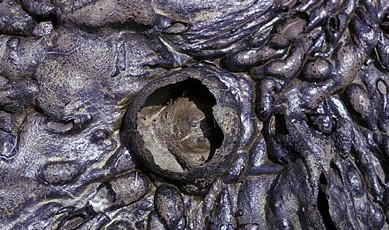 (ζ) Οι ζεόλιθοι στα πυριγενή πετρώµατα: πρόκειται για τους ζεολίθους που βρίσκονται στις κοιλότητες των πυριγενών πετρωµάτων και ιδιαίτερα στις βασικές λάβες.