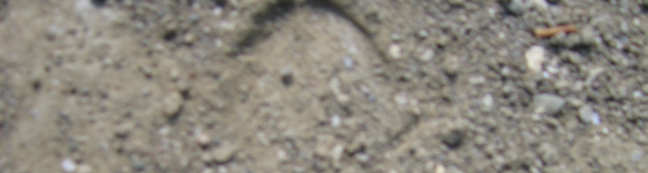 Εικ. 6 Ίχνη (πατηµασιές) από πλατώνι.