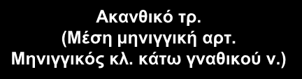 Ωοειδές τρ. (κάτω γναθικό ν.-v-) Άκμων Κοχλίας Ακανθικό τρ. (Μέση μηνιγγική αρτ. Μηνιγγικός κλ. κάτω γναθικού ν.