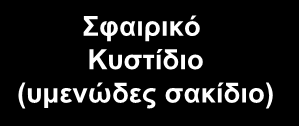 Κυστίδιο (υμενώδες Ασκίδιο) Έξω λέμφος Όργανο του Corti Ελλειπτικό κυστίδιο Σφαιρικό