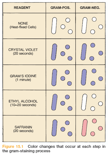 οκιµασία χρώσης Gram. Η δοκιµασία κατατάσσει τους µικροοργανισµούς ανάλογα µε τις δοµικές διαφορές του κυτταρικού τους τοιχώµατος.