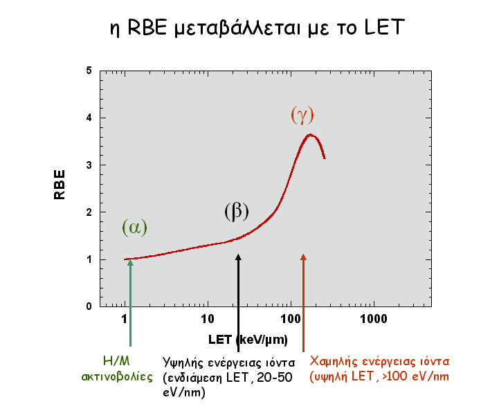 Πολυάριθμες έρευνες σε ζωικούς και φυτικούς οργανισμούς συνηγορούν ότι η R.B.E. αυξάνεται με την L.E.T. μέχρι το όριο των 100 KeV/μm και έπειτα η R.B.E. μειώνεται για υψηλότερες τιμές της L.E.T. Τα πειραματικά αυτά δεδομένα ερμηνεύονται με το γεγονός ότι όσο αυξάνεται η L.
