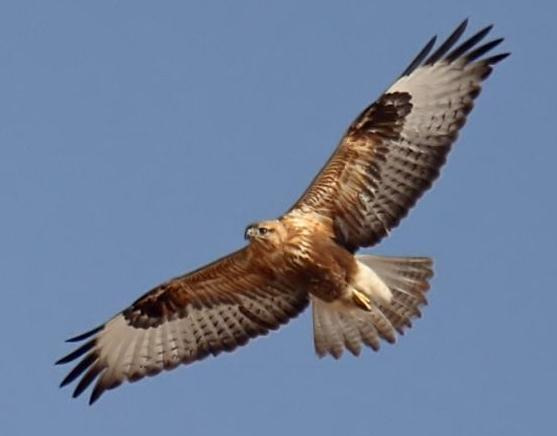 5.2 ΑΕΤΟΓΕΡΑΚΙΝΑ (BUTEO RUFINUS) Εικόνα 3: Όψη Αετογερακίνας Εικόνα 4: Αετογερακίνα σε πτήση Πληθυσµός: Ο πληθυσµός αναπαραγωγής της Αετογερακίνας στην Ελλάδα έχει εκτιµηθεί σε 200-300 ζευγάρια