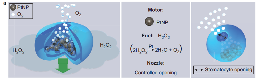 κινητήρας Αέρια πρόωθησης καύσιμο Πολυμερές stomatocytes σχηματίζεται από την ελεγχόμενη παραμόρφωση πολυμερικων κυστίδιων.