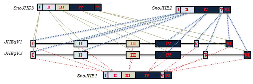 Εικόνα 3.4.2.4.6. χηματική αναπαράσταση των JHEgV -1 και -2. Οι τετραγωνισμένες περιοχές αντιστοιχούν στα έξι εξώνια των γονιδίων αυτών, ενώ οι ευθείες γραμμές αντιστοιχούν στα ιντρόνια.