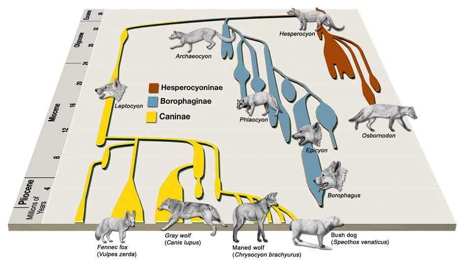 Οι σύγχρονες μορφές (λύκοι, τσακάλια, αλεπούδες κλπ) ανήκουν στον
