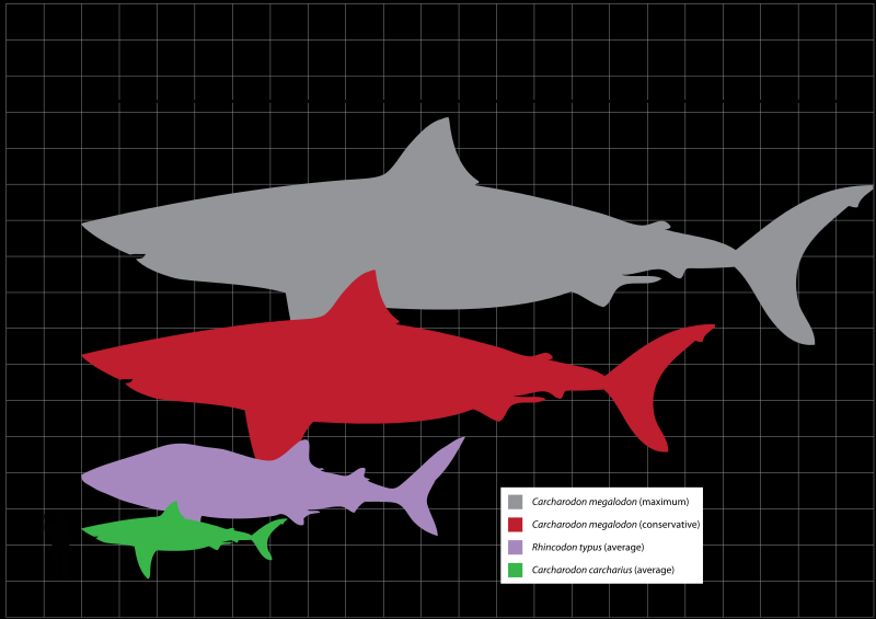 Charcharodon megalodon Εικόνα 38: Ο Megalodon σε σύγκριση με