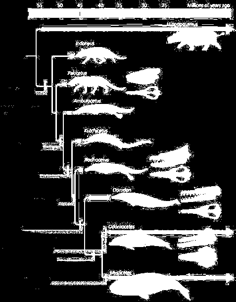 Εξέλιξη των Φαλαινών (Cetacea) Ημιυδρόβιο περιβάλλον, γλυκό νερό Μεγάλη ισχυρή ουρά, κοντύτερα πόδια, παχιά επένδυση στο σαγόνι για ακοή, γλυφό νερό Αλμυρό νερό Μετακίνηση