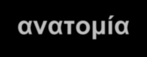 Νοητικές Λειτουργίες - ανατομία αφαιρετική σκέψη επίλυση προβλημάτων επιτελικές