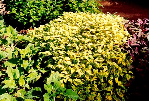 20 Ασ γνωρίςουμε τα δζντρα που κα φυτζψουμε άλβια - Salvia officinalis Η άλβια (Salvia officinalis) είναι χαμθλόσ αεικαλισ κάμνοσ, με φφλλα ωοειδι,