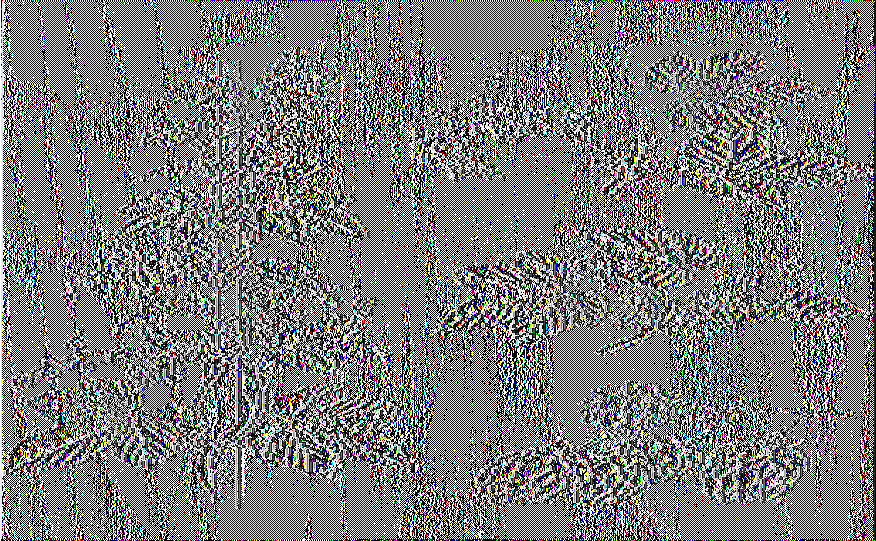 Εικόνα 1. Φωτογραφίες ζυμών στο μικροσκόπιο. Αριστερά ζύμες βυθού (Saccharomykes carlsbergensis). Δεξιά ζύμες αφρού (Saccharomyces cerevisiae).
