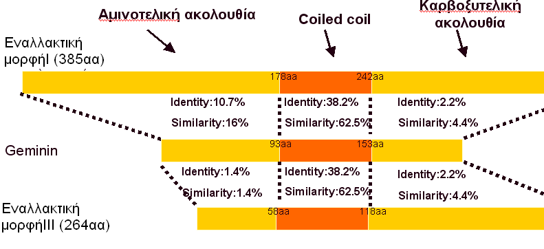 ΑΠΟΤΕΛΕΣΜΑΤΑ Ταυτοσημία (Identity) Ομοιότητα (Similarity) Εναλλακτική μορφήι(385aa) 14,6% 22,5% Εναλλακτική μορφήιι(179aa) 16.6% 26.2% Εναλλακτική μορφήιιι(264aa) 0.8% 1.1% Πίνακας 4.