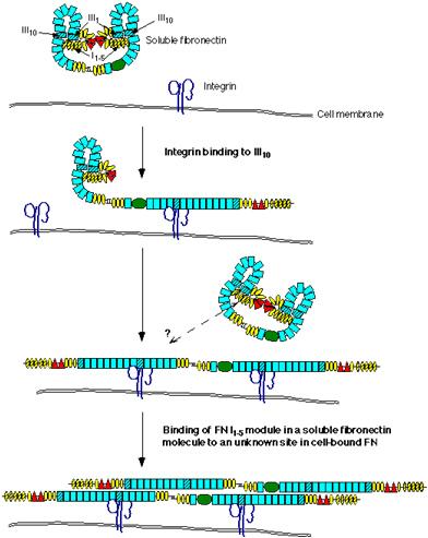 ΦΝ ανάμεσα σε γειτονικά κύτταρα σταδιακός μετασχηματισμός σε μεγαλύτερα αδιάλυτα ινίδια ΕΚΟ (Το κύτταρο μηχανικά εκτείνει τα προσδεδεμένα στις ιντεγκρίνες μόρια ΦΝ, τα ξετυλίγει, οδηγώντας στην