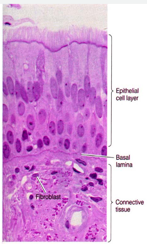 Βασική μεμβράνη (ΒΜ), Βασικό έλασμα, Basement membrane, basal lamina, reticular lamina, ΕΚΟ τύπου IV Λεπτό έλασμα