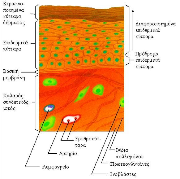 ΣΥΣΤΑΤΙΚΑ Βασική μεμβράνη= μορφή ECM Επιθήλια και μύες επικάθονται πάνω σε ΒΜ Εγκάρσια τομή δέρματος Μικρό μεσοκυττάριο διάστημα ΒΜ: λεπτή ΕΚΟ.