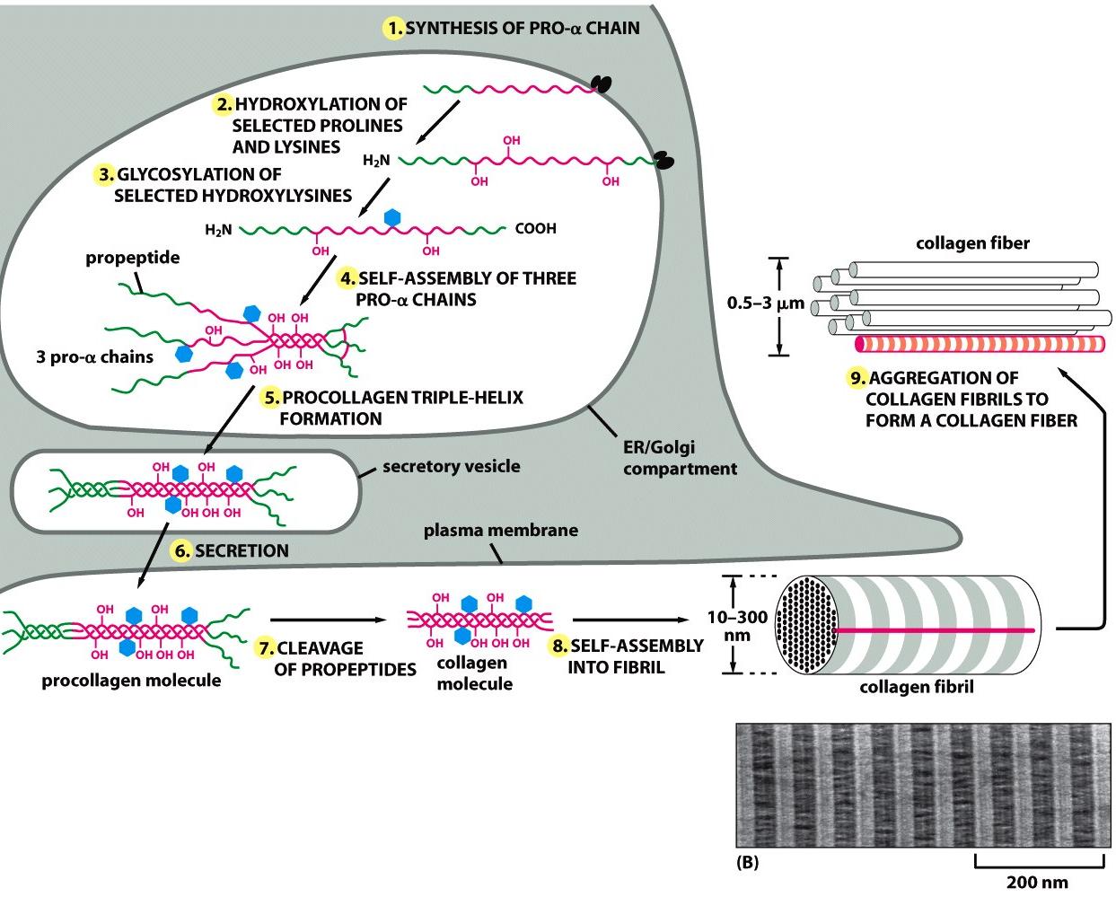 Βιοσύνθεση του κολλαγόνου Αυτοσυγκροτούμενη εξωκυττάρια δομή ΚΟΛΛΑΓΟΝΑ προκολλαγόνο (επιμήκες