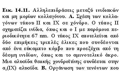 ΚΟΛΛΑΓΟΝΑ Συνδυασμός διαφορετικών τύπων κολλαγόνου σε διάφορες δομές Στο χόνδρο:.