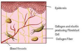ΕΛΑΣΤΙΝΗ ΚΑΙ ΚΟΛΛΑΓΟΝΑ ΓΗΡΑΝΣΗ: Κολλαγόνο: αυξημένες συνδέσεις, απώλεια ελαστικότητας, μειωμένη βιοσύνθεση Ελαστίνη: μειώνεται η περιεκτικότητά της σε δέρμα και
