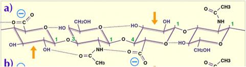 ΓΛΥΚΟΖΑΜΙΝΟΓΛΥΚΑΝΕΣ ΚΑΙ ΠΡΩΤΕΟΓΛΥΚΑΝΕΣ Υαλουρονικό οξύ (ΥΟ) Δομή Σε χαμηλές συγκεντρώσεις: κάθε μόριο ΥΟ διαστέλλεται λόγω αμοιβαίας άπωσης ανάμεσα στα carboxyl groups.