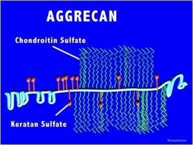 ΓΛΥΚΟΖΑΜΙΝΟΓΛΥΚΑΝΕΣ ΚΑΙ ΠΡΩΤΕΟΓΛΥΚΑΝΕΣ ΠΡΩΤΕΟΓΛΥΚΑΝΕΣ Αγκρεκάνη (aggrecan) Μέσω του τρισακχαρικού συνδέσμου συνδέονται ομοιοπολικά στην αγκρεκάνη πολλαπλές