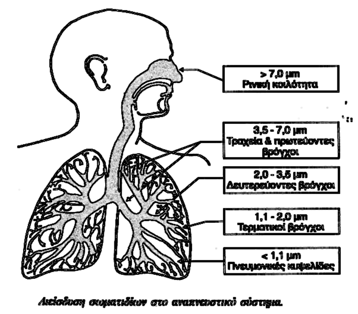 Τα αιωρούμενα σωματίδια (PM) Τα σωματίδια με την εισπνοή μεταφέρονται στη ρινική κοιλότητα όπου τα χονδρά (>2μm) ενώ τα λεπτά <0,2 μm ακολουθούν τη ροή του αέρα και πολλά από αυτά τα διαπηδήσουν τις