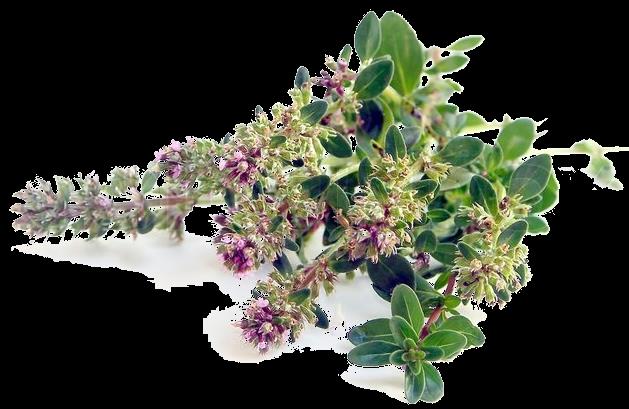 Θυμάρι, Thyme (Thymus capitatus, Thymus integer, Thymus vulgaris) Το θυμάρι ή Θύμιος, είναι χαμηλός πολυετής θάμνος, συνήθως δεν υπερβαίνει σε ύψος τα 25 εκ.