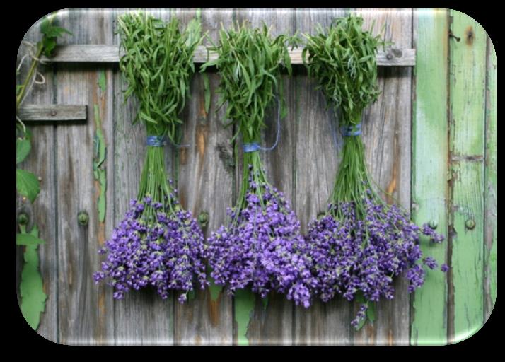 Λεβάντα, Lavender (Lavandula angustifolia, Lavandula stoechas, Lavandula hybrida) Λεβάντα.