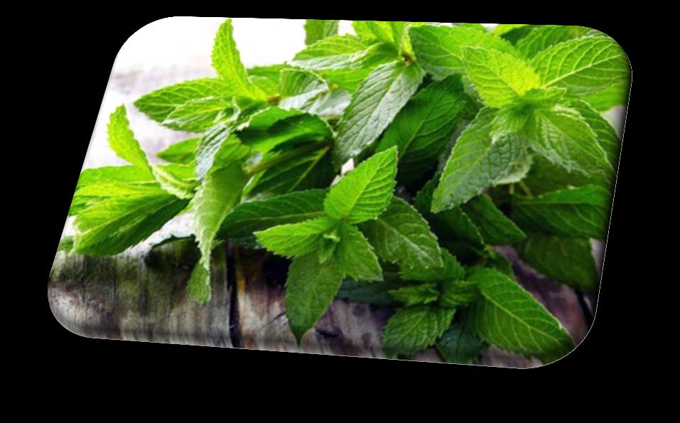 Μέντα, Peppermint (Mentha piperita) Είναι ποώδες, αρωματικό φυτό με φαρμακευτικές ιδιότητες και ευωδιαστά άνθη. Χρησιμοποιείται στην μαγειρική ως καρύκευμα, στην οινοποιία και στην σαπωνοποιία.