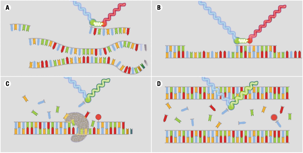 PCR σε πραγματικό χρόνο (real-time PCR) βασίζεται στην ιχνηθέτηση των προϊόντων της PCR