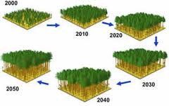Νέες τεχνολογίες συγκοµιδής δασικών προϊόντων ασικά προϊόντα Τα παράγωγα των δασικών δέντρων 1.κύρια: ξύλο, φλοιός, ρητίνη 2.