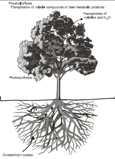 2.4.3 Φυτοεξάτμιση (Phytovolatilization) Η φυτοεξάτμιση περιλαμβάνει την πρόσληψη ρύπων από το έδαφος, τη μετατροπή τους σε πτητική μορφή και τέλος την μεταφορά τους στην ατμόσφαιρα μέσω της διαπνοής.