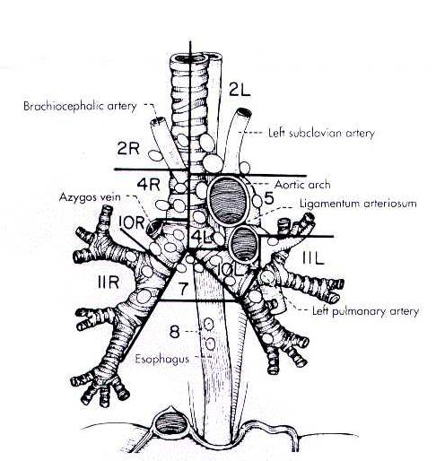 4th circle 2R Right upper paratracheal nodes 2L Left upper paratracheal nodes 4R Right lower paratracheal nodes (azygo node) 4L Left lower paratracheal nodes, medial t the ligamentum arteriosum 5