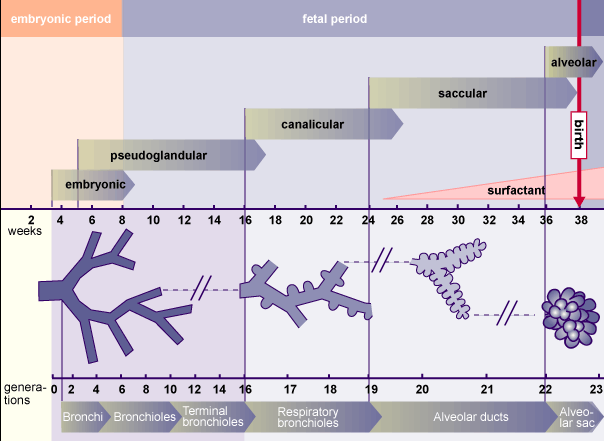 5 ης εβδομάδα: διαίρεση σε 2 αρχέγονους βρογχικούς βλαστούς 7 η εβδομάδα: τμηματικοί βρόγχοι Ως την 24 η εβδομάδα: